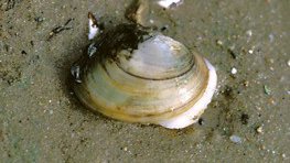 Teichmuschel  (Anodonta cygnea)