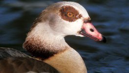 Nilgans  (Alopochen aegyptiacus)