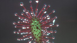 Mittlerer Sonnentau  (Drosera intermedia)