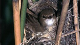 Teichrohrsänger  (Acrocephalus scirpaceus)