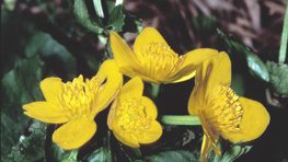 Sumpfdotterblume  (Caltha palustris)