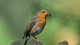 Rotkehlchen  (Erithacus rubecula)