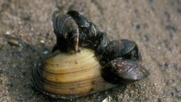 Wandermuschel  (Dreissena polymorpha)