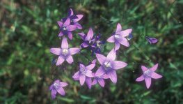 Wiesenglockenblume  (Campanula patula)