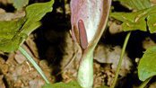 Gefleckter Aronstab  (Arum maculatum)