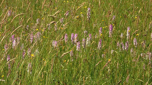 Geflecktes Knabenkraut (Dactylorhiza maculata) Geflecktes Knabenkraut (Dactylorhiza maculata)