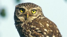 Steinkauz  (Athene noctua)