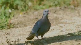 Hohltaube  (Columba oenas)