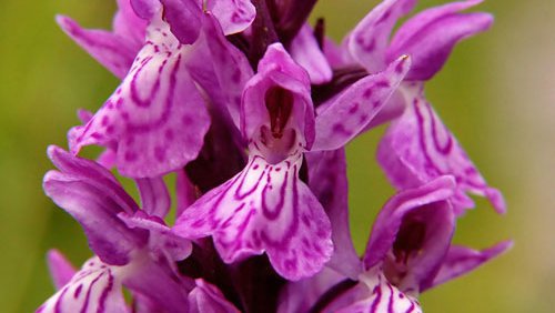 Geflecktes Knabenkraut (Dactylorhiza maculata) Geflecktes Knabenkraut (Dactylorhiza maculata)