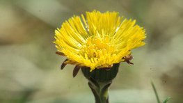 Huflattich  (Tussilago farfara)