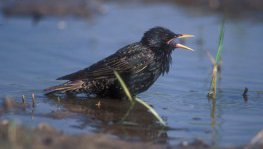 Star  (Sturnus vulgaris)