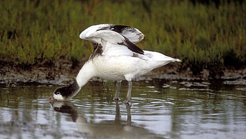 Brandgans  (Tadorna tadorna)