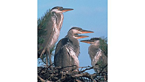 Graureiher  (Ardea cinerea)