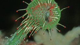 Rundblättriger Sonnentau  (Drosera rotundifolia)
