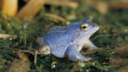 Moorfrosch  (Rana arvalis)