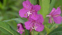 Schmalblättriges Weidenröschen  (Epilobium angustifolium)