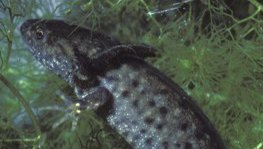 Kammmolch  (Triturus cristatus)