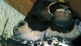 Rauchschwalbe  (Hirundo rustica)