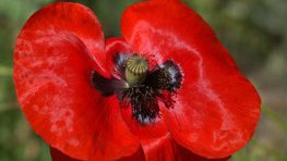 Klatschmohn  (Papaver rhoeas)