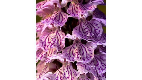 Geflecktes Knabenkraut (Dactylorhiza maculata) Geflecktes Knabenkraut (Dactylorhiza maculata)