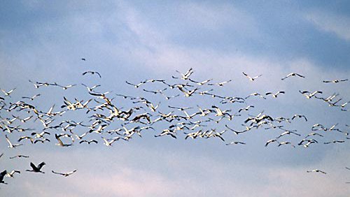 Kranich (Graukranich)  (Grus Grus)