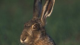 Feldhase  (Lepus europaeus)