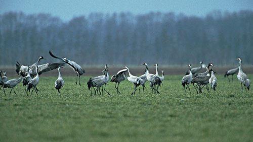 Kranich (Graukranich)  (Grus Grus)