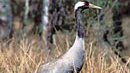 Kranich (Graukranich)  (Grus Grus)