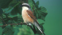Neuntöter  (Lanius collurio)