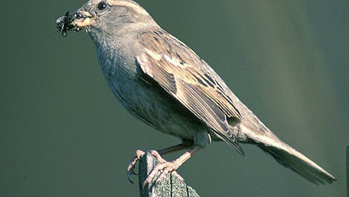 Haussperling (Passer domesticus) Haussperling (Passer domesticus)