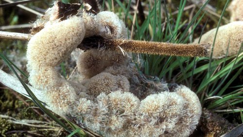 Rohrkolben (Typha latifolia) Rohrkolben (Typha latifolia)