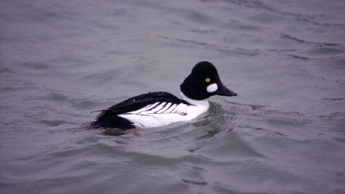 Schellente  (Bucephala clangula)